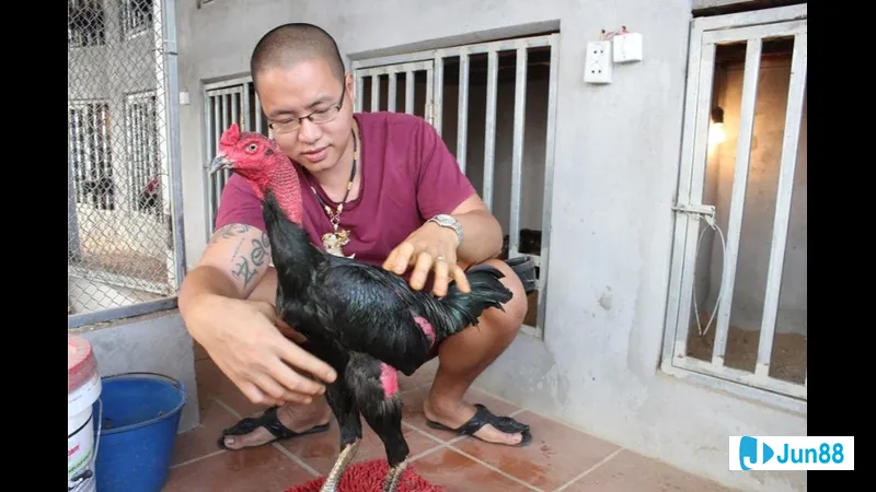Gà nâu đẹp trên nền trắng