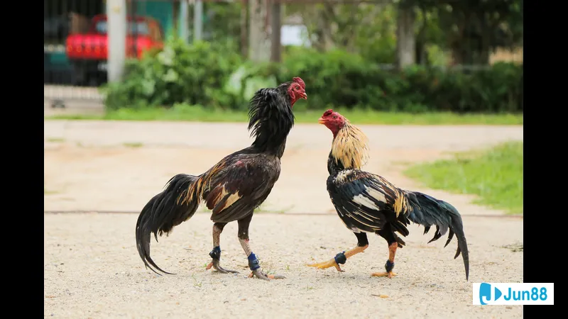 Huấn luyện và chăm sóc gà đá